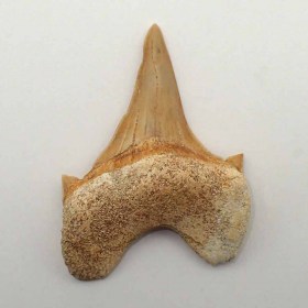 Otodus obliquus_Paleocen,Daniense_Morocco_Teeth_Fossil Shark_Diente tiburon