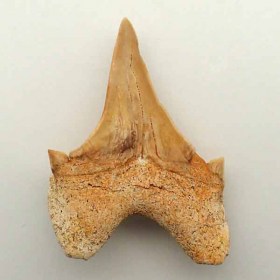 Otodus obliquus_Paleocen,Daniense_Morocco_Teeth_Fossil Shark_Diente tiburon