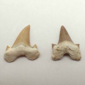 Otodus obliquus_Eocen,Ypresiense_Morocco_Teeth_Fossil Shark_Diente tiburon