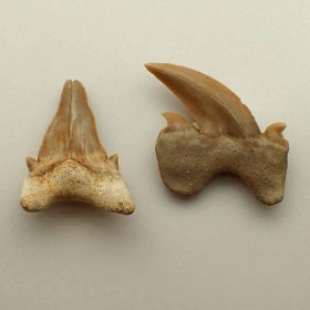 Otodus obliquus_Eocen,Ypresiense_Morocco_Teeth_Fossil Shark_Diente tiburon