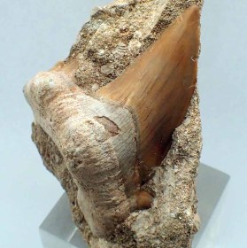 Otodus obliquus-Eocene-orocco