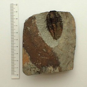 Parasolenopleura-lmdadsis-Cambrian-Morocco