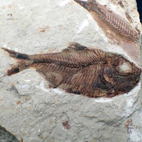 Petalopteryx-syriacus-FP301