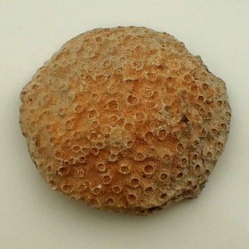 Phillipsastrea sp._ Devonian_Region d'Ouzina, Morocco-coral fossil