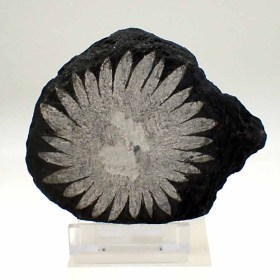 Piedra-crisantemo-Mp23