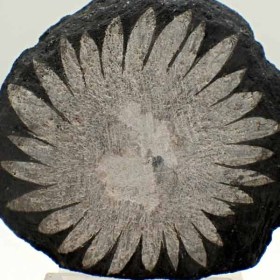 Piedra-crisantemo-Mp23b