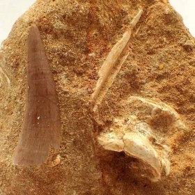 Plesiosaurus-mauritanicus-FAR40b6