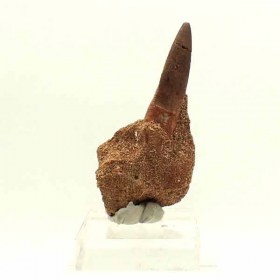 Plesiosaurus-mauritanicus-FAR58b3