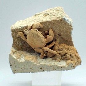 Potamon sp-Pleistocene-Cuenca Denizli,Turquía