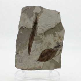Pseudosalix-handleyi+Gymnocladus-hesperia-Eocene Green River Formation-Utah, USA