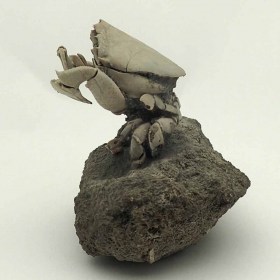 Ranilia muricata-Pliocene-Florida,USA