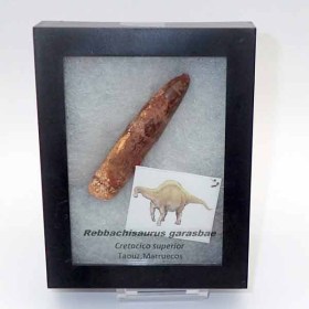 Rebbachisaurus-garasbae-FD144c8