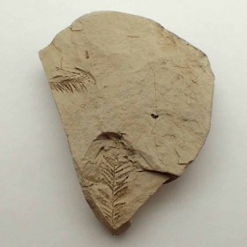 Tassoidium-Pliocene-Italie
