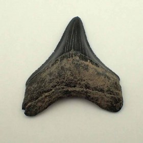 carcharocles-megalodon-F061