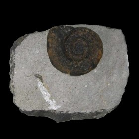ammonite, gonioclymenia sp., Dasbergian, Devonian, Morocco