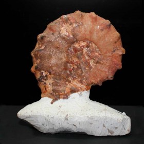 Kamerunoceras_inaequicostatum_Marruecos_Ammonite