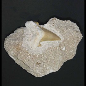 Teeth, Fossil, Shark, Otodus obliquus, Eocene, Khouribga, Morocco