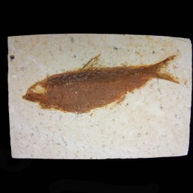  Knigthia alta- Eoceno- Wyoming USA