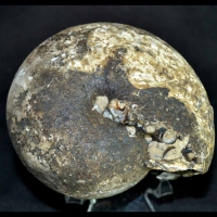 ammonite,arcestes sp. jurassi, basleo, timor