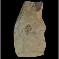 Trilobite, Fossil, Olenellus terminatus, Cambrian, California, USA