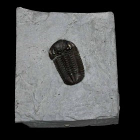 Trilobite-Eldredgeops rana crassituberculata-Devonian, Ohio, USA