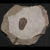 Trilobite, Fossil, Placoparia, Ordovician, Caid El Rami, Morocco