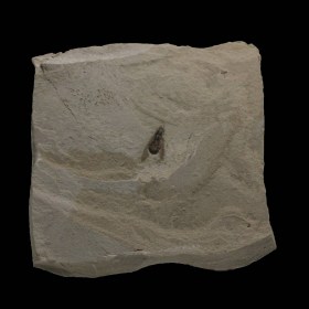fly insect fossil, Eocene, USA